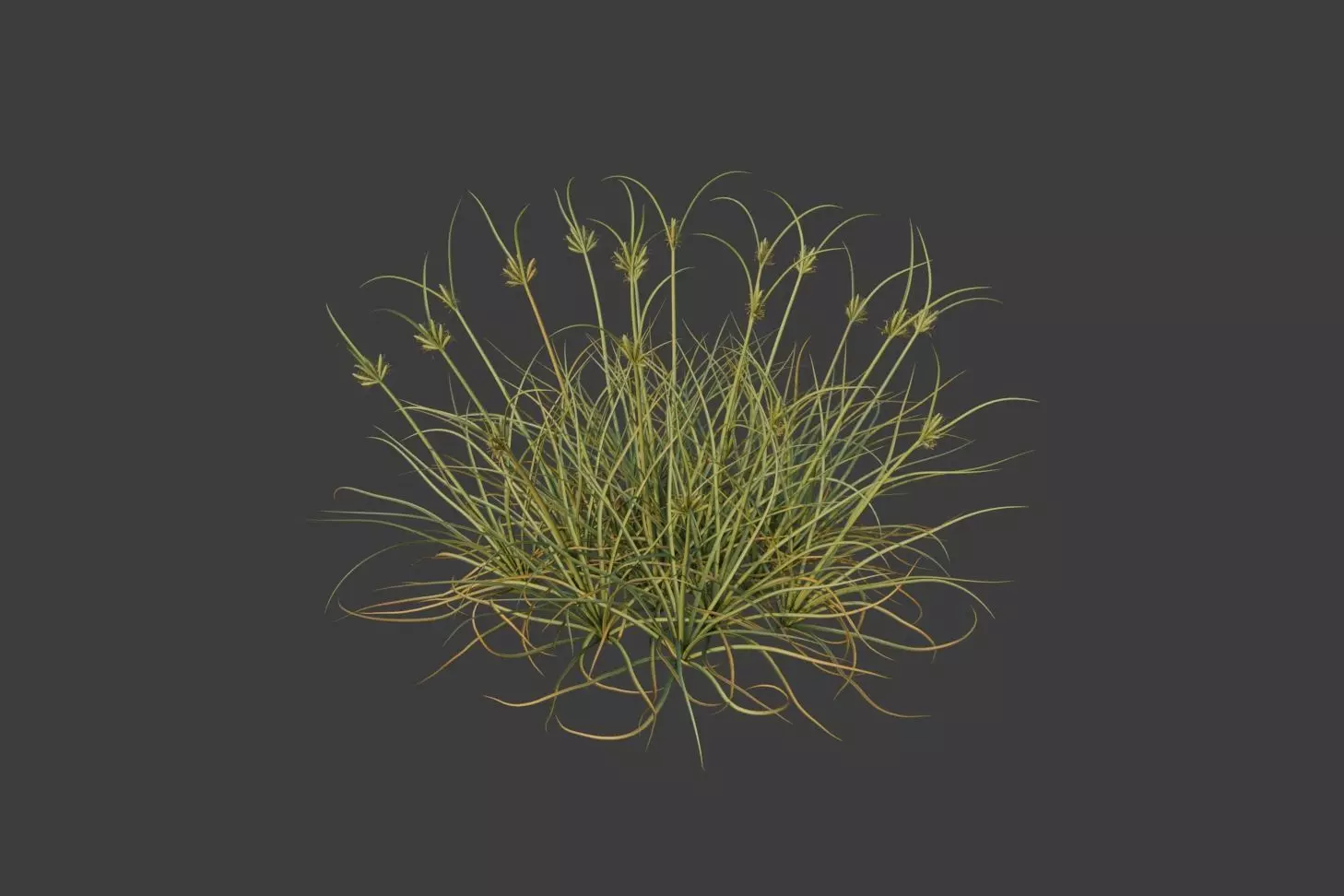 XfrogPlants Dune Grass - Cyperus Conglomeratus 3D model_0
