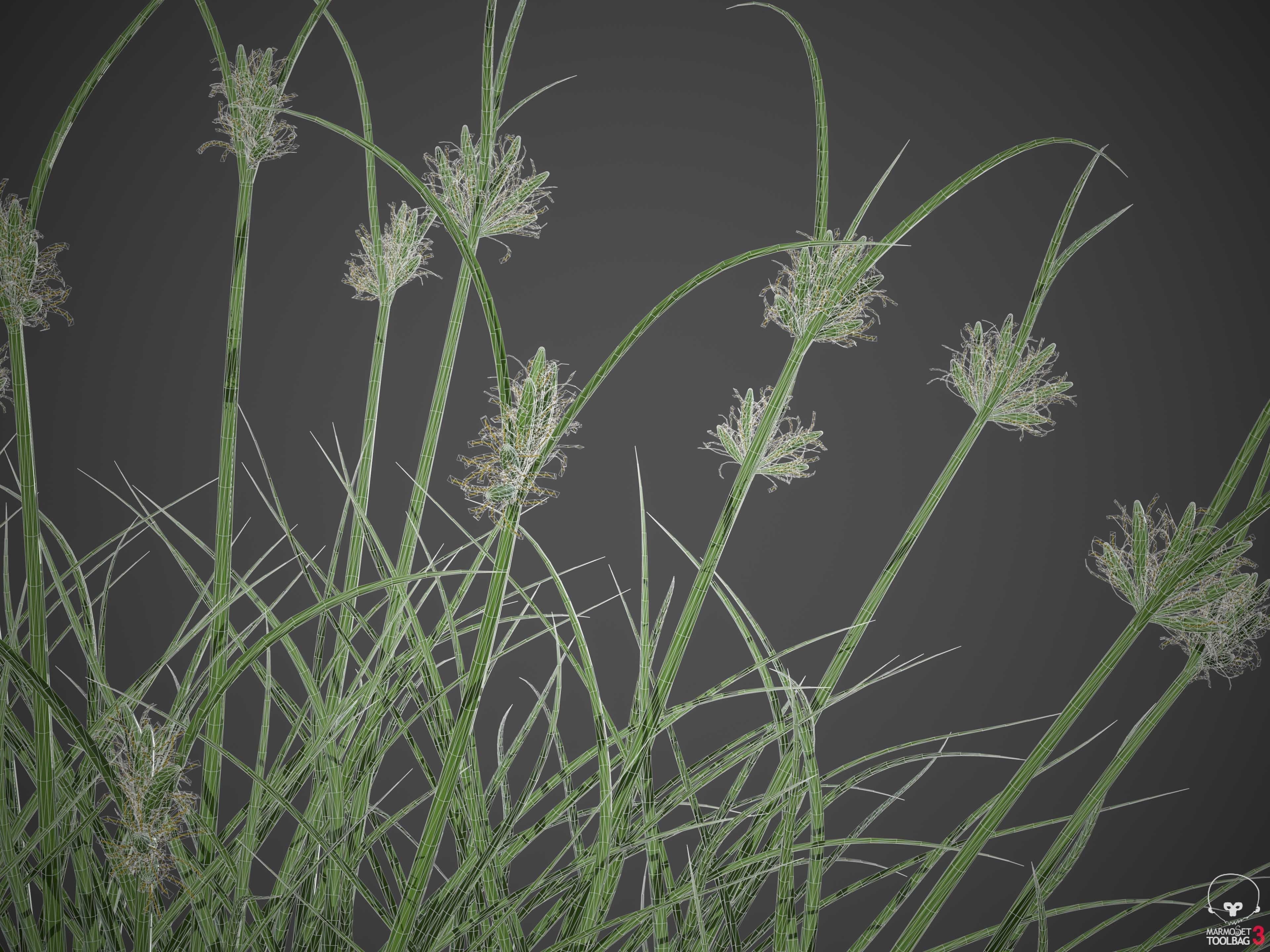 XfrogPlants Dune Grass - Cyperus Conglomeratus 3D model_5