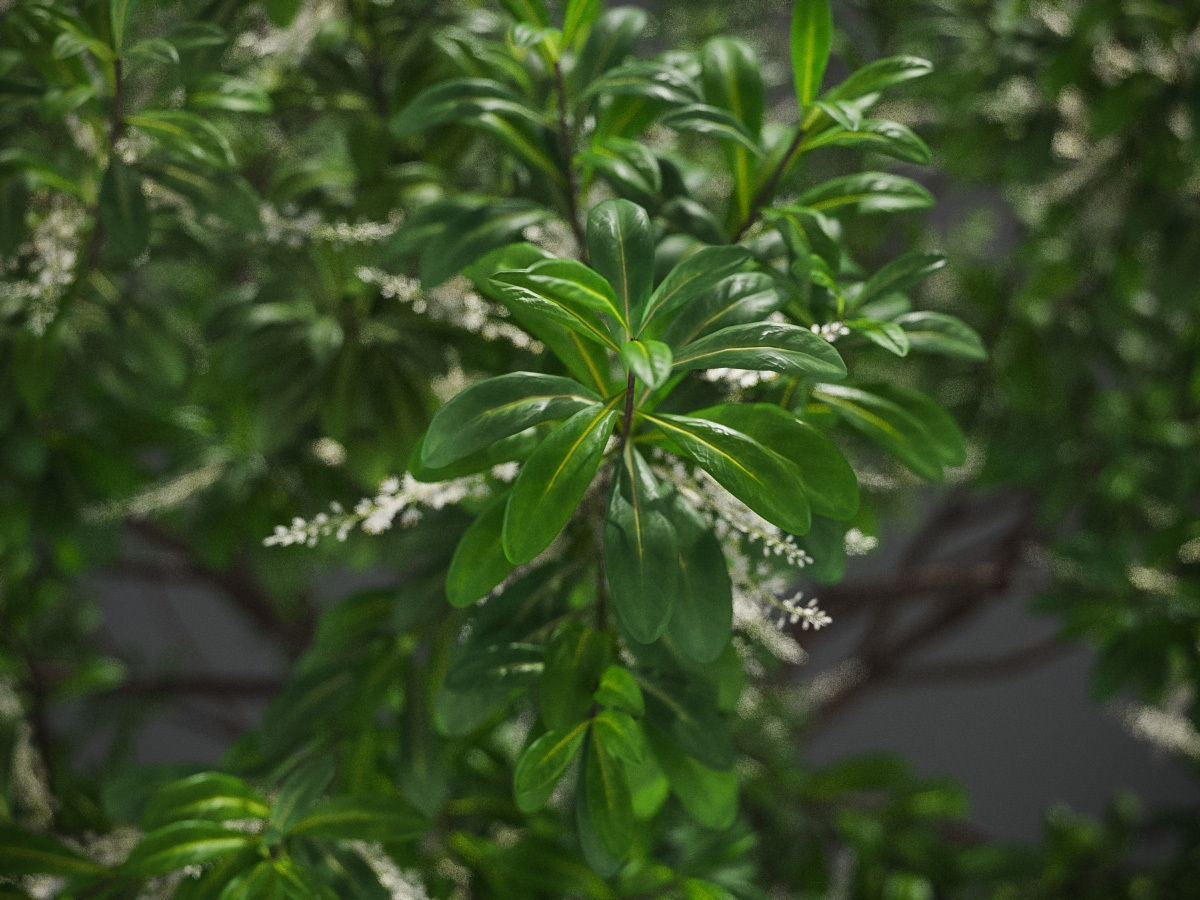 XfrogPlants Swamp Cyrilla - Cyrilla Racemiflora  3D model_3