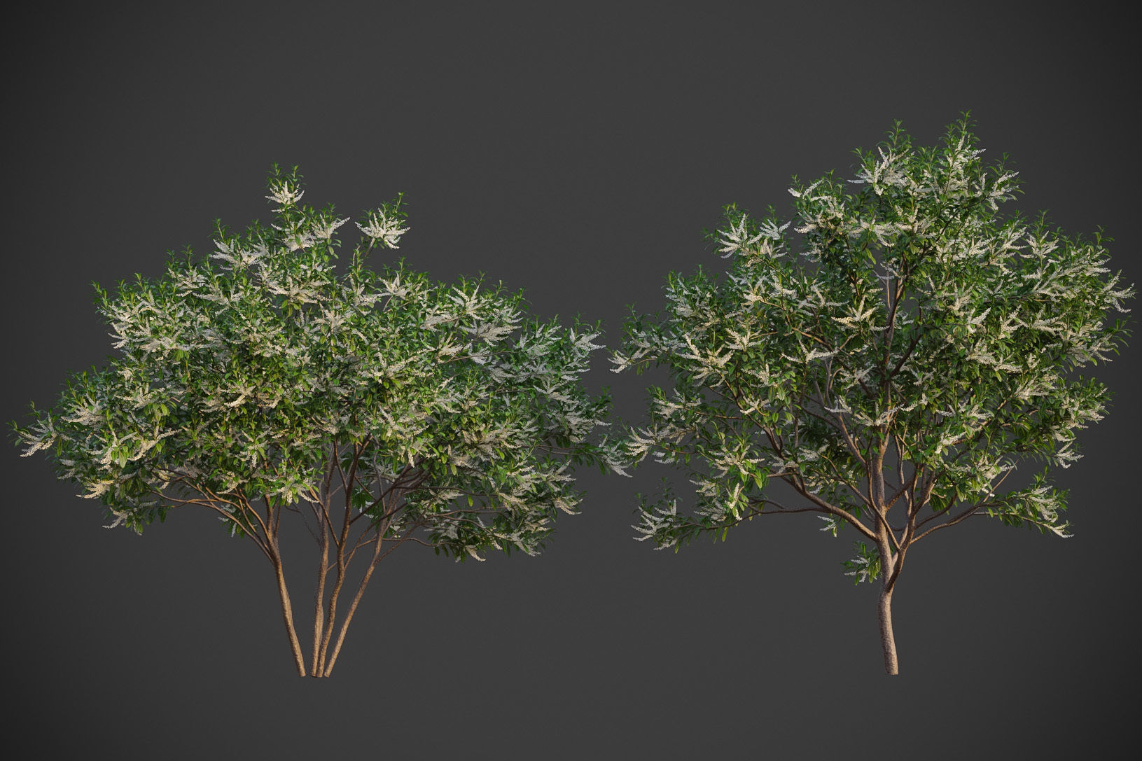 XfrogPlants Swamp Cyrilla - Cyrilla Racemiflora  3D model_8