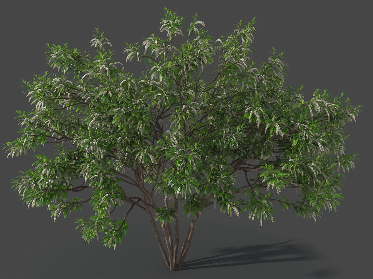 XfrogPlants Swamp Cyrilla - Cyrilla Racemiflora  3D model_2