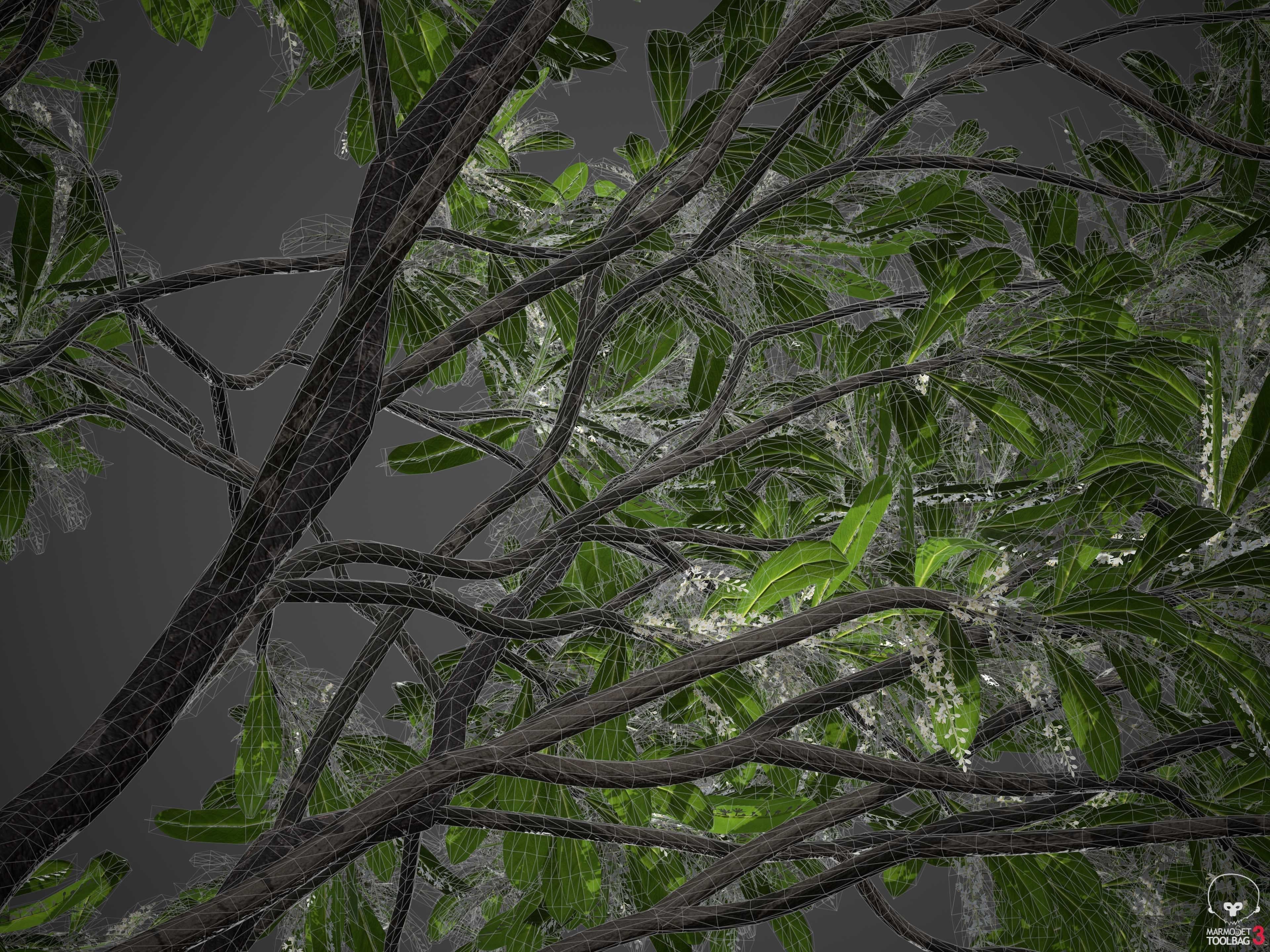 XfrogPlants Swamp Cyrilla - Cyrilla Racemiflora  3D model_10