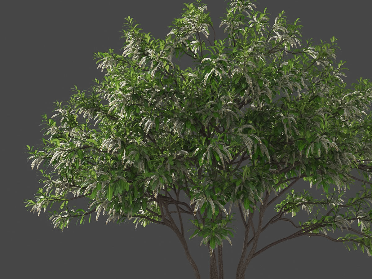 XfrogPlants Swamp Cyrilla - Cyrilla Racemiflora  3D model_4