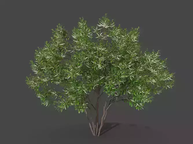XfrogPlants Swamp Cyrilla - Cyrilla Racemiflora  3D model