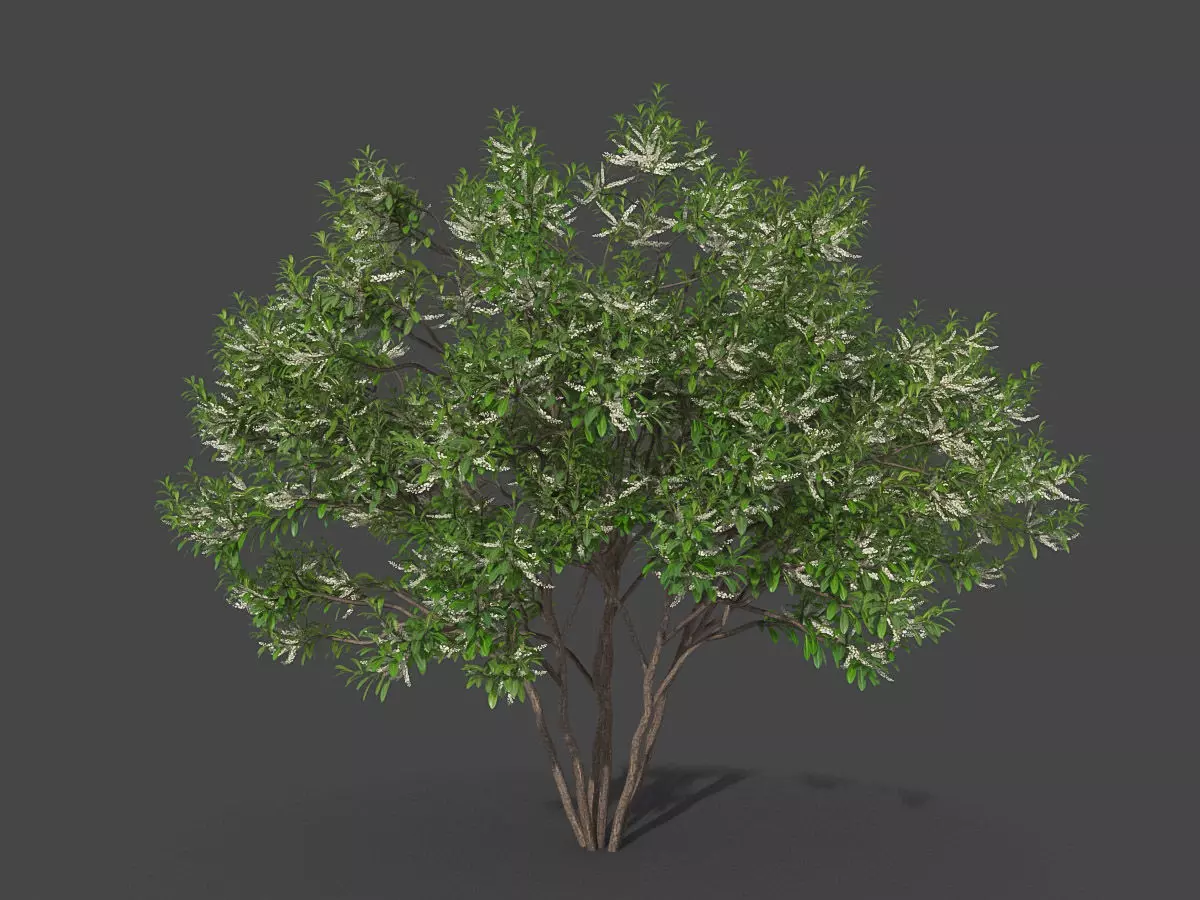 XfrogPlants Swamp Cyrilla - Cyrilla Racemiflora  3D model_0