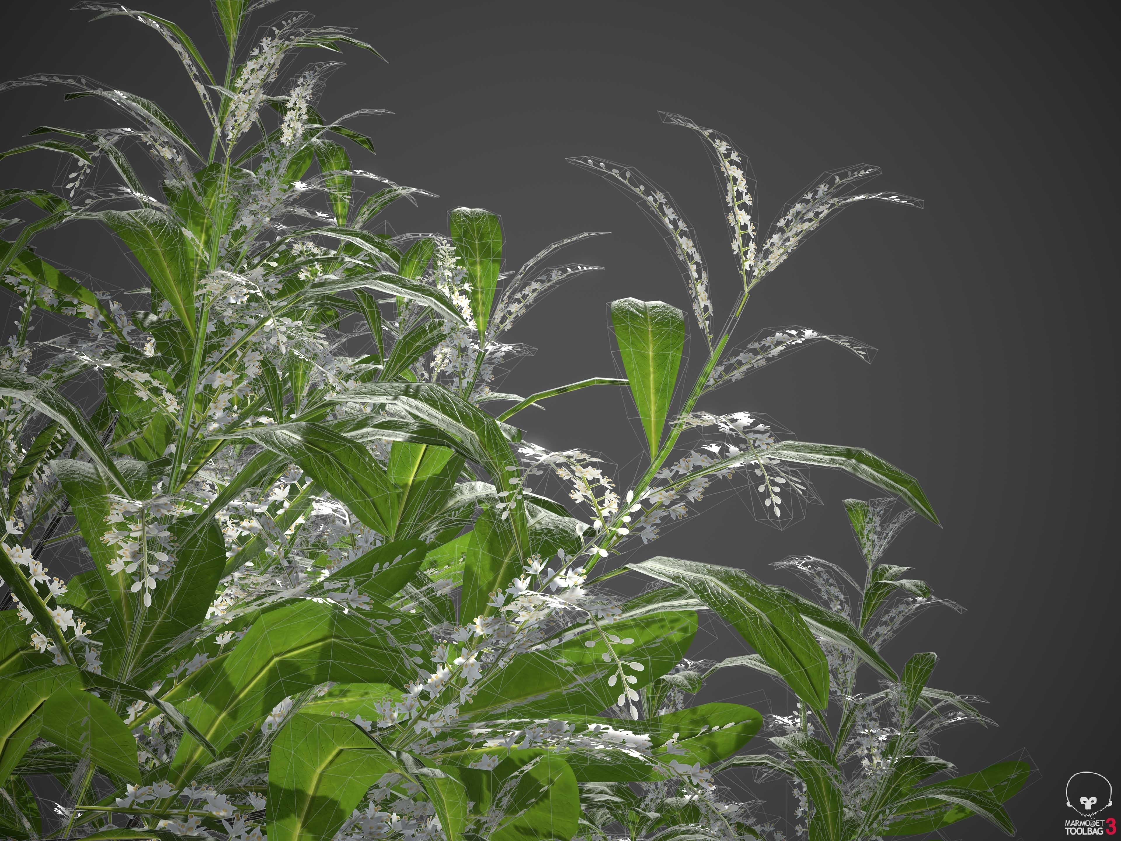 XfrogPlants Swamp Cyrilla - Cyrilla Racemiflora  3D model_9