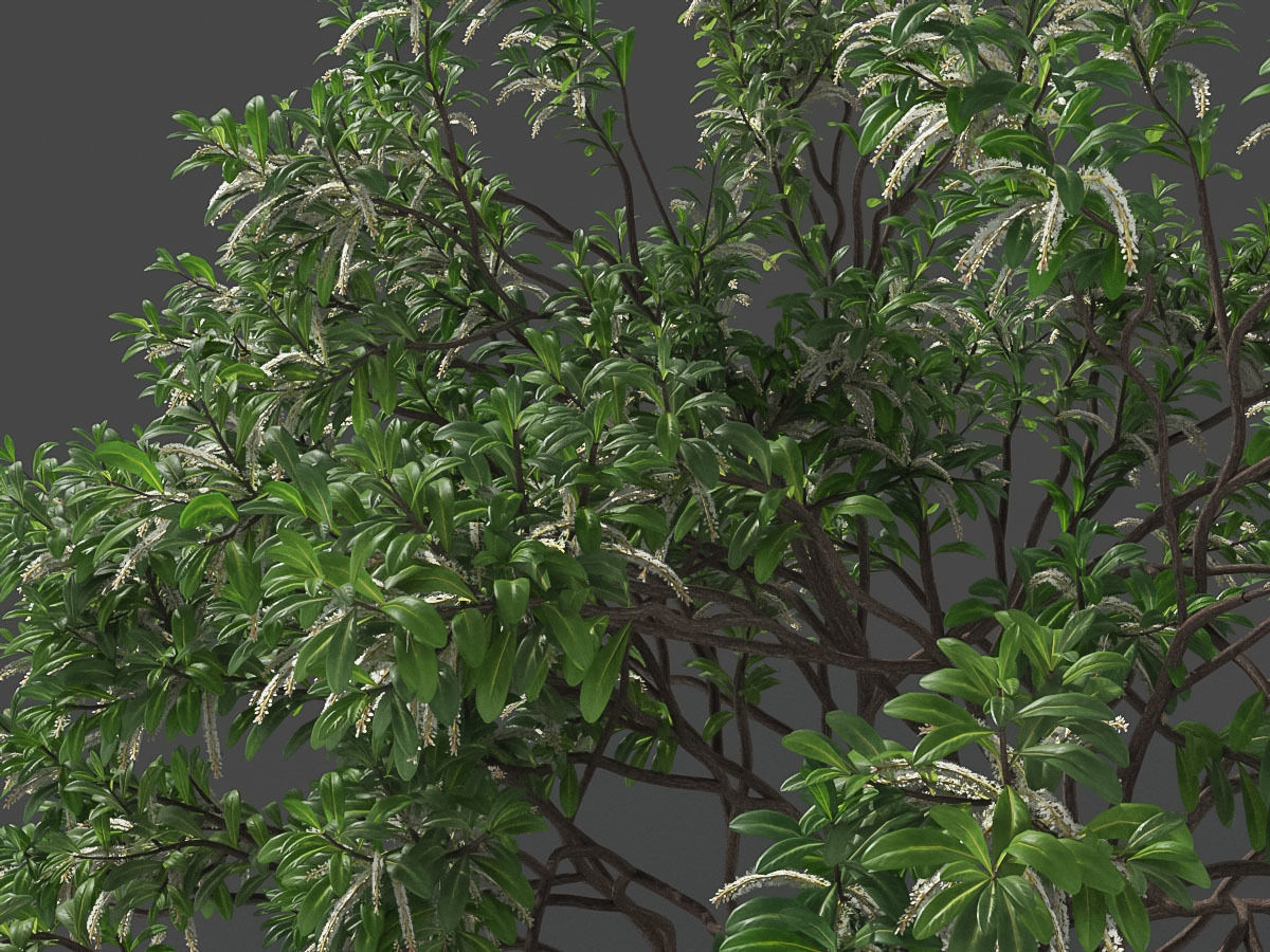 XfrogPlants Swamp Cyrilla - Cyrilla Racemiflora  3D model_5