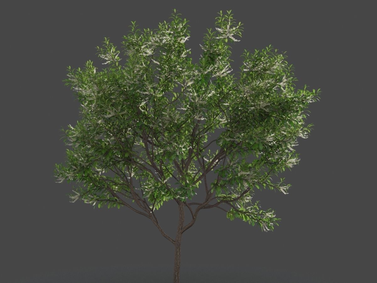 XfrogPlants Swamp Cyrilla - Cyrilla Racemiflora  3D model_7