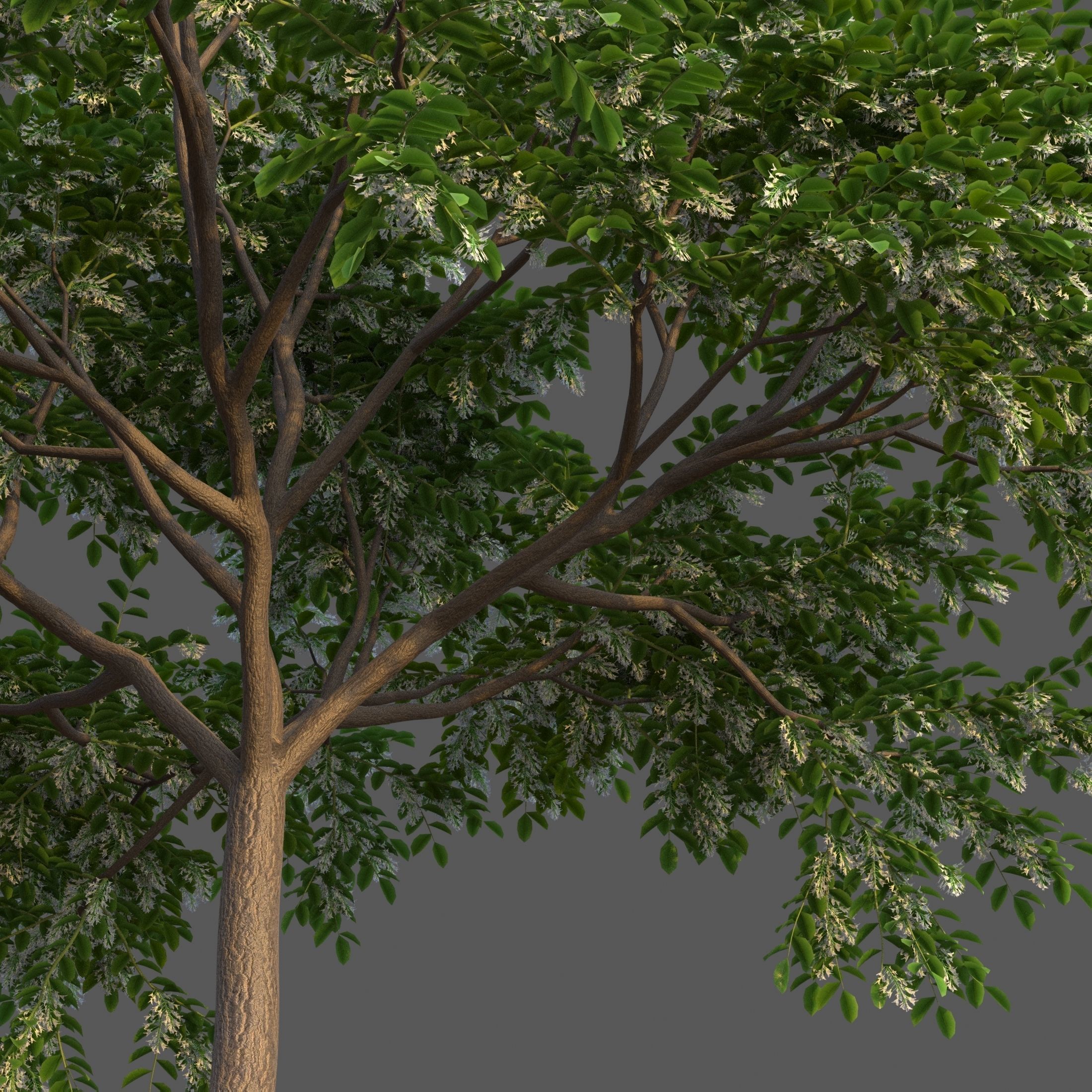 XfrogPlants Sua - Dalbergia Tonkinensis  3D model_2