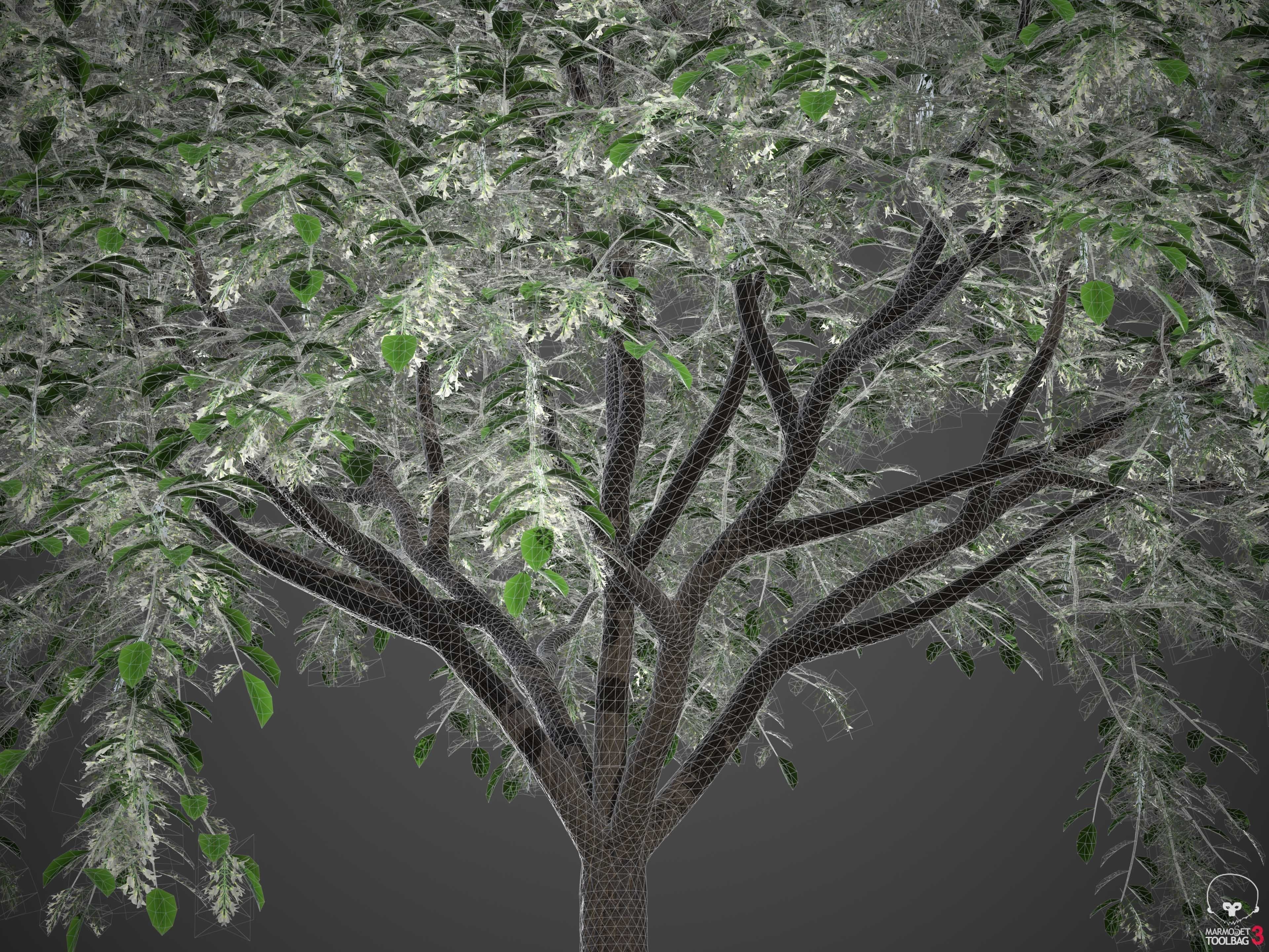 XfrogPlants Sua - Dalbergia Tonkinensis  3D model_4