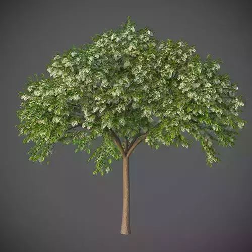 XfrogPlants Sua - Dalbergia Tonkinensis  3D model