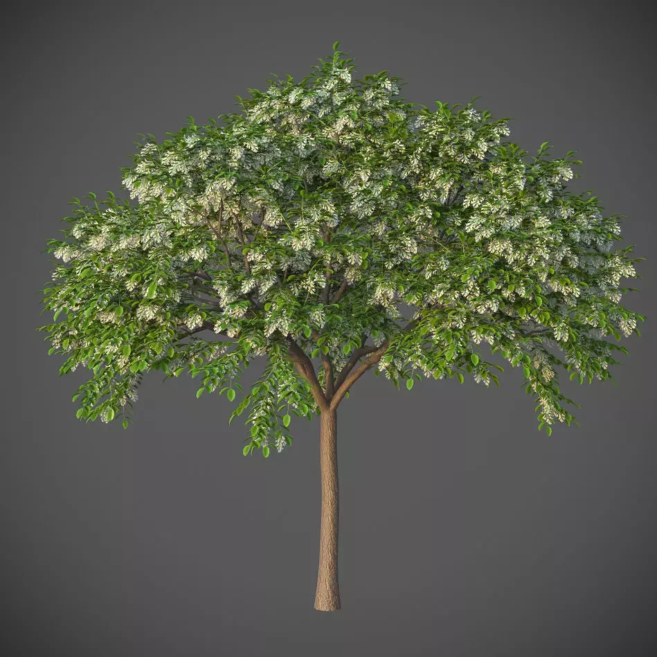 XfrogPlants Sua - Dalbergia Tonkinensis  3D model_0