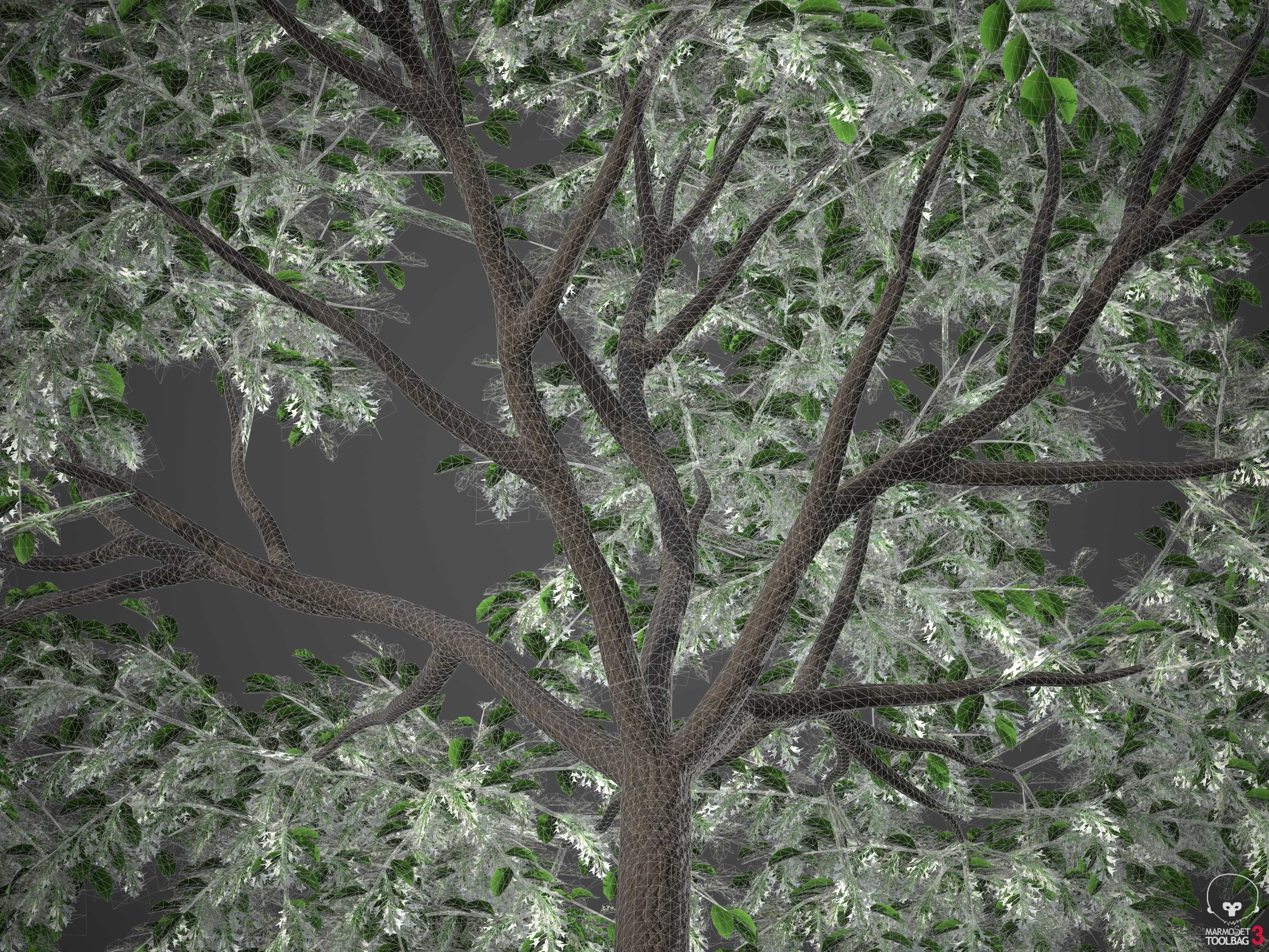 XfrogPlants Sua - Dalbergia Tonkinensis  3D model_6