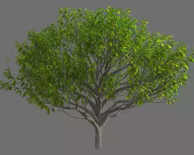 XfrogPlants Mountain Dove - Daphniphyllum Teysmanni  3D model