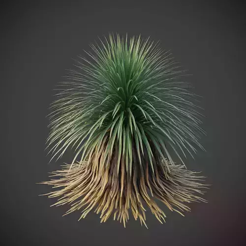 Xfrogplants Desert Spoon - Dasylirion Wheeleri  3D model