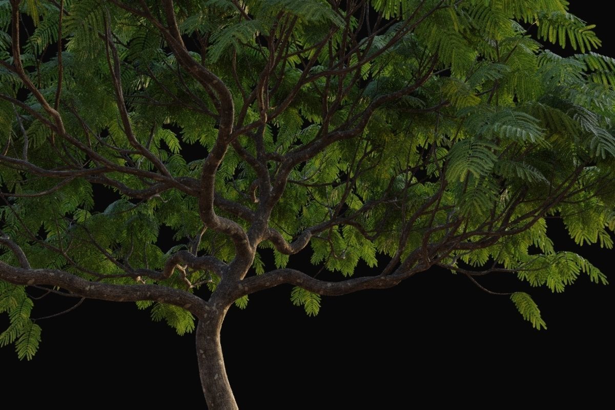 XfrogPlants Royal Poinciana - Delonix Regia  3D model_2