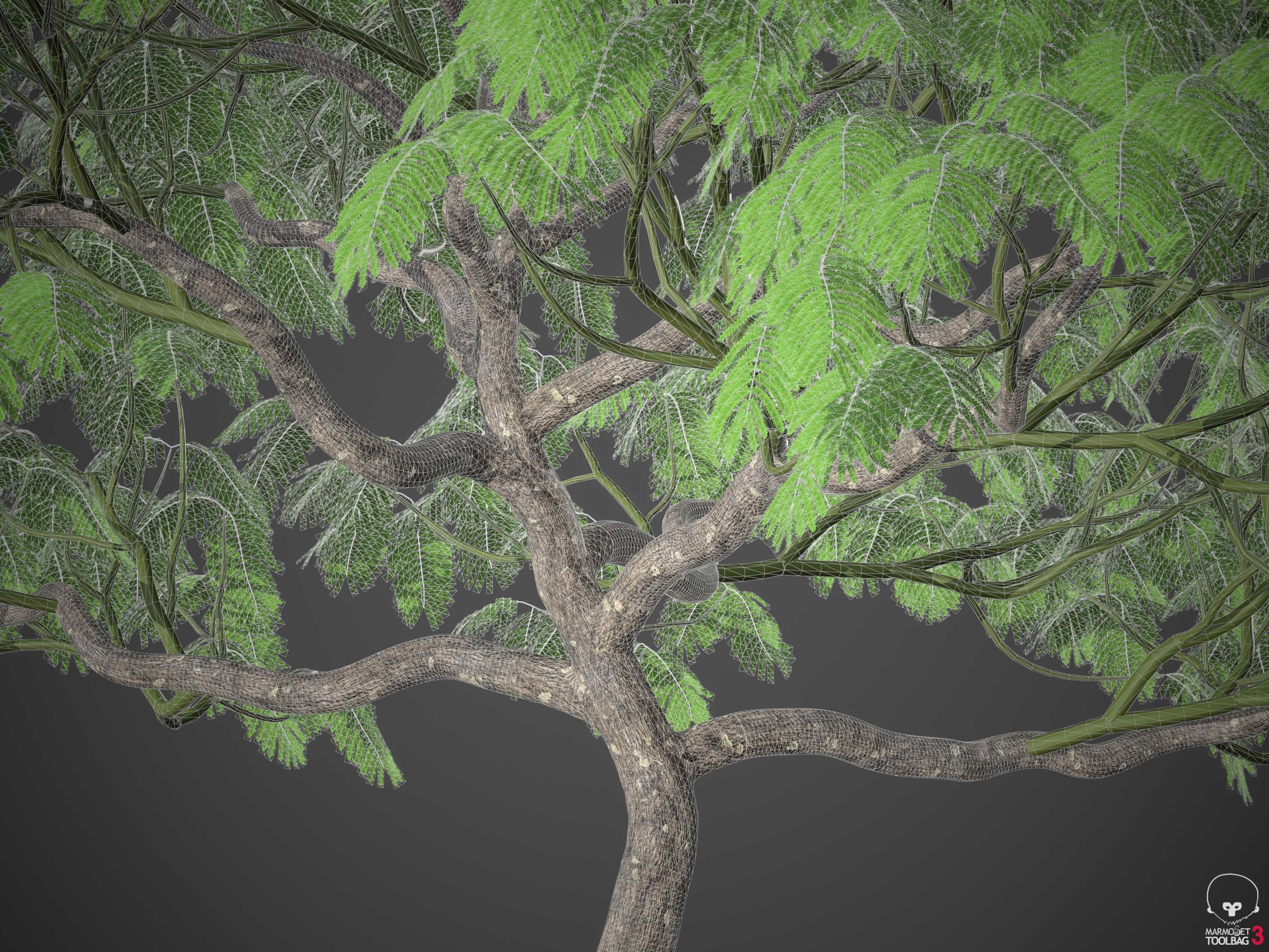 XfrogPlants Royal Poinciana - Delonix Regia  3D model_6