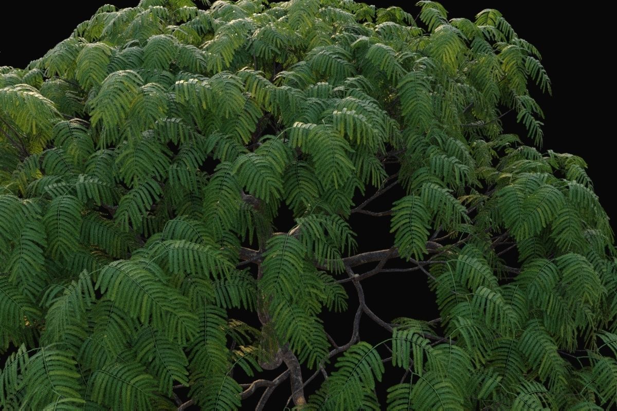 XfrogPlants Royal Poinciana - Delonix Regia  3D model_3