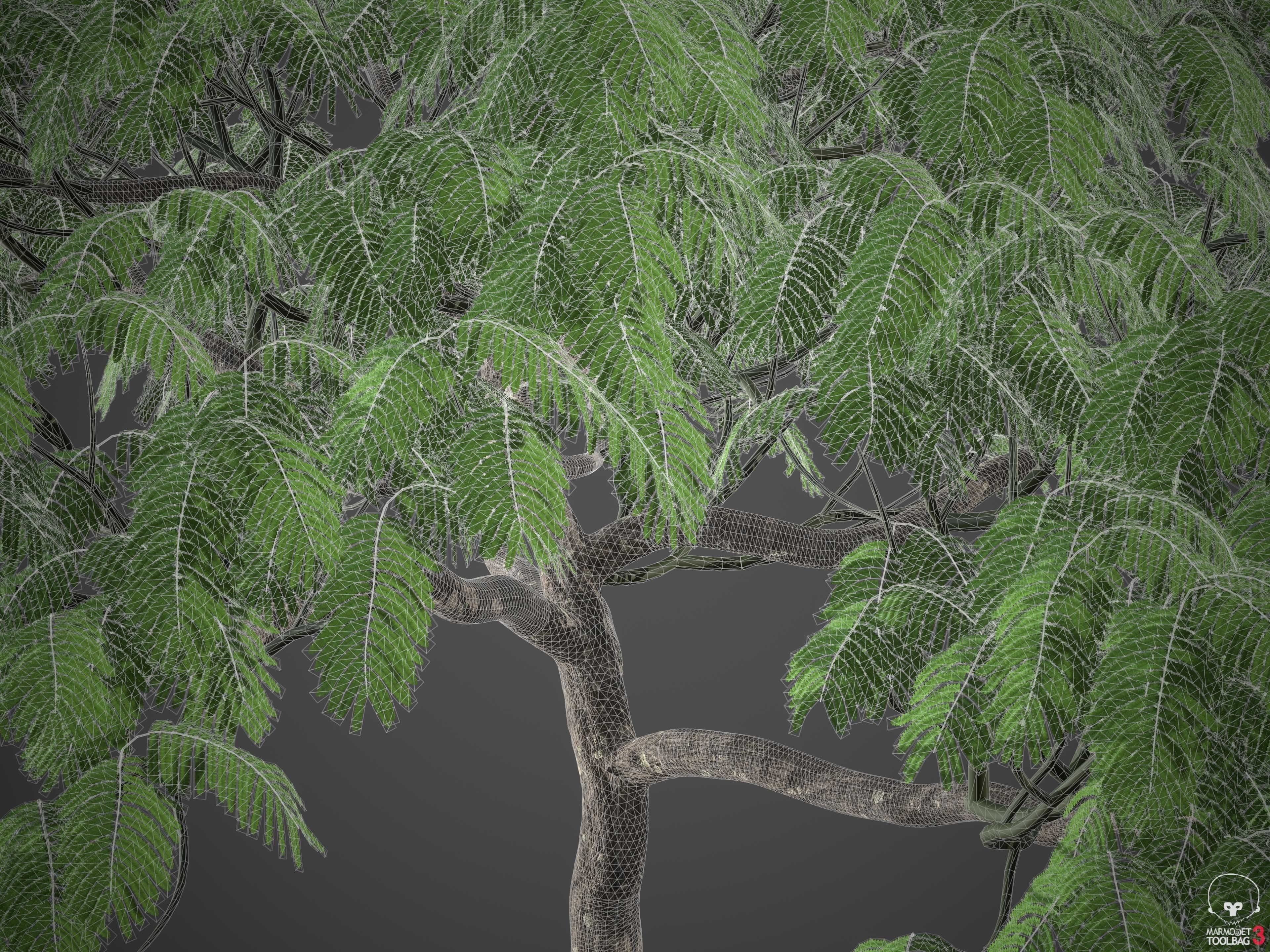 XfrogPlants Royal Poinciana - Delonix Regia  3D model_4