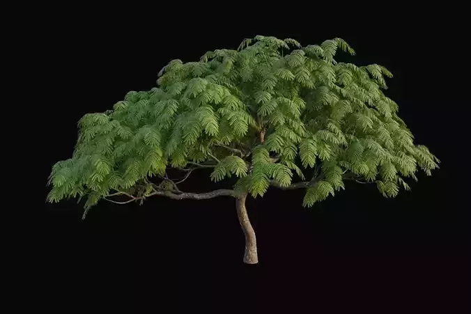 XfrogPlants Royal Poinciana - Delonix Regia  3D model