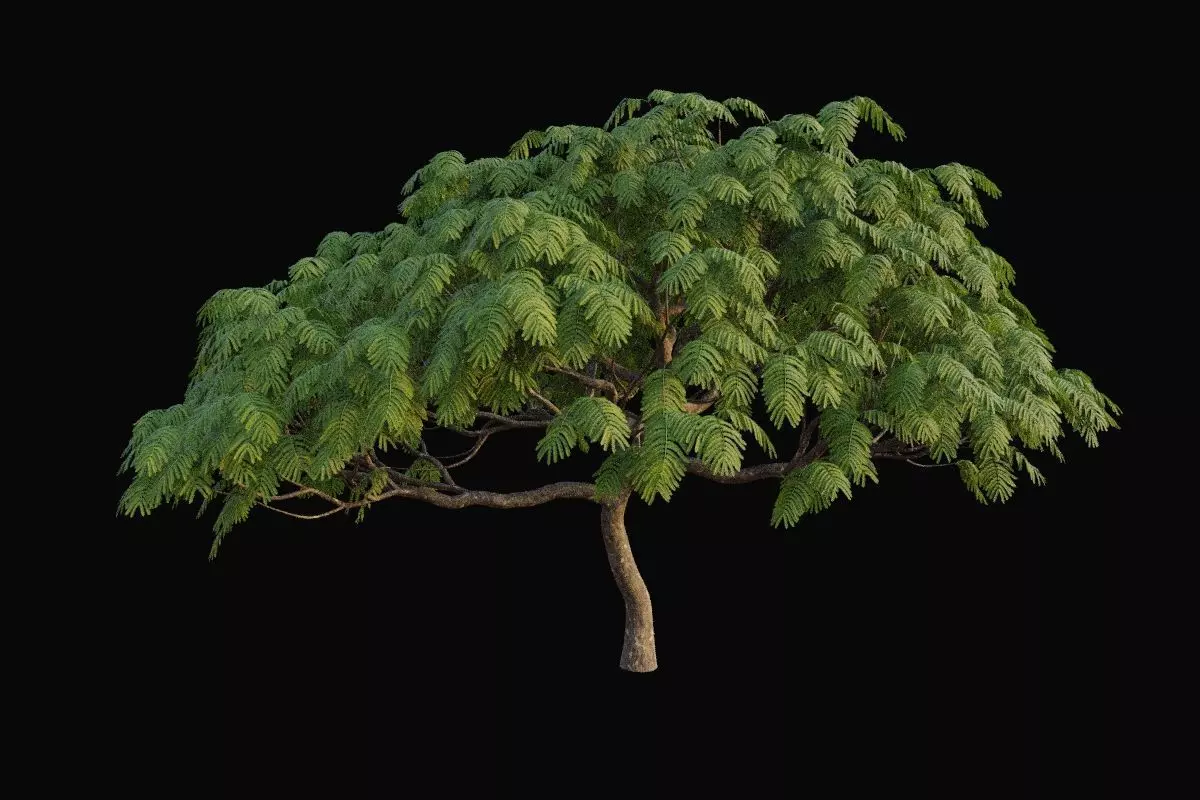 XfrogPlants Royal Poinciana - Delonix Regia  3D model_0