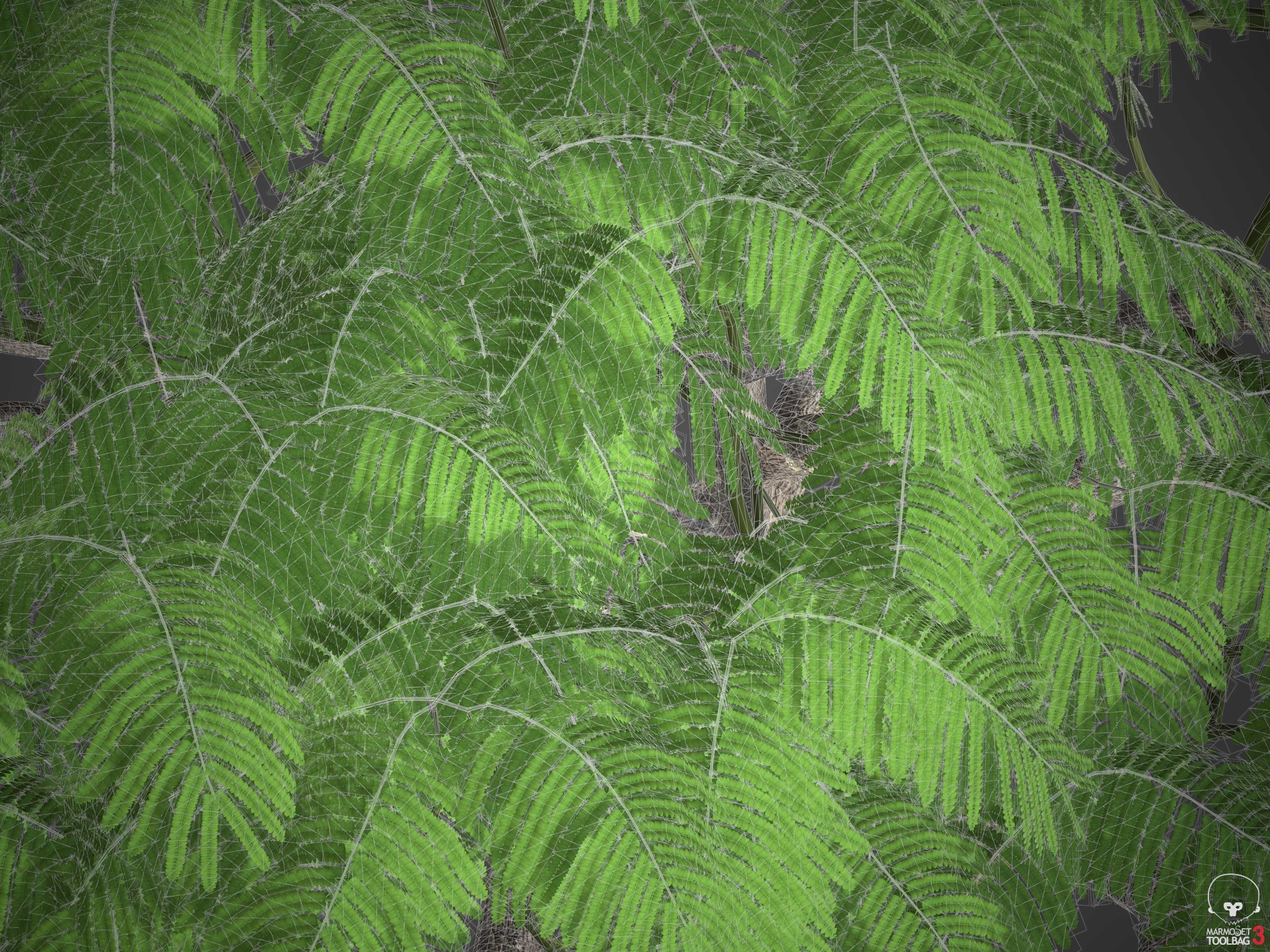 XfrogPlants Royal Poinciana - Delonix Regia  3D model_5