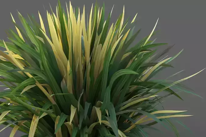 XfrogPlants Blueberry Lily - Dianella Revoluta  3D model