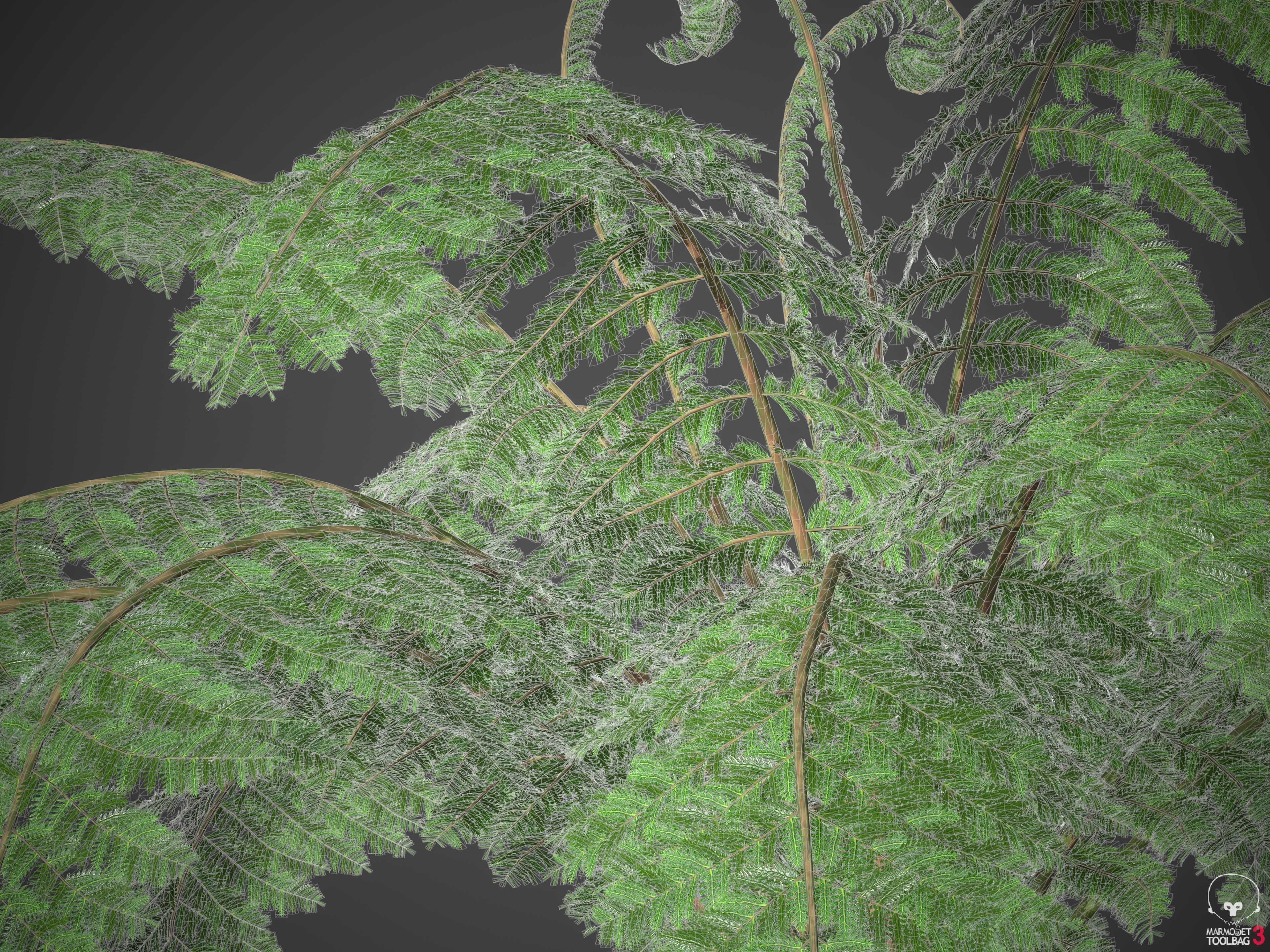 XfrogPlants Soft Tree Fern - Dicksonia Antarctica 3D model_4
