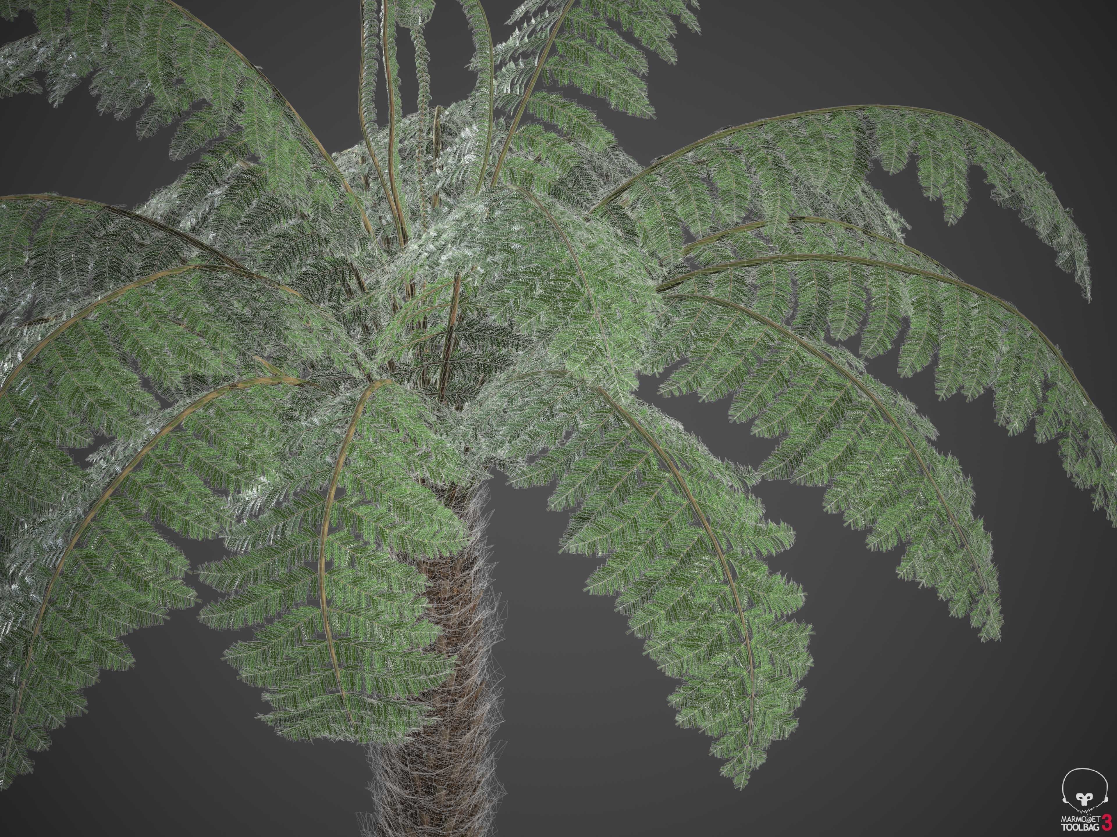 XfrogPlants Soft Tree Fern - Dicksonia Antarctica 3D model_6