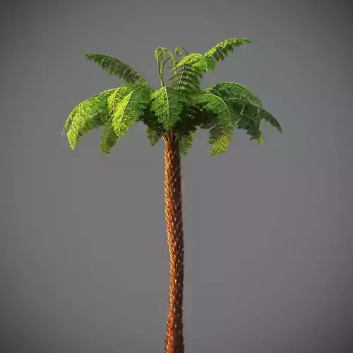 XfrogPlants Soft Tree Fern - Dicksonia Antarctica  3D model
