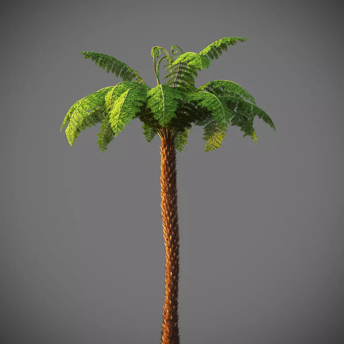 XfrogPlants Soft Tree Fern - Dicksonia Antarctica 3D model_0