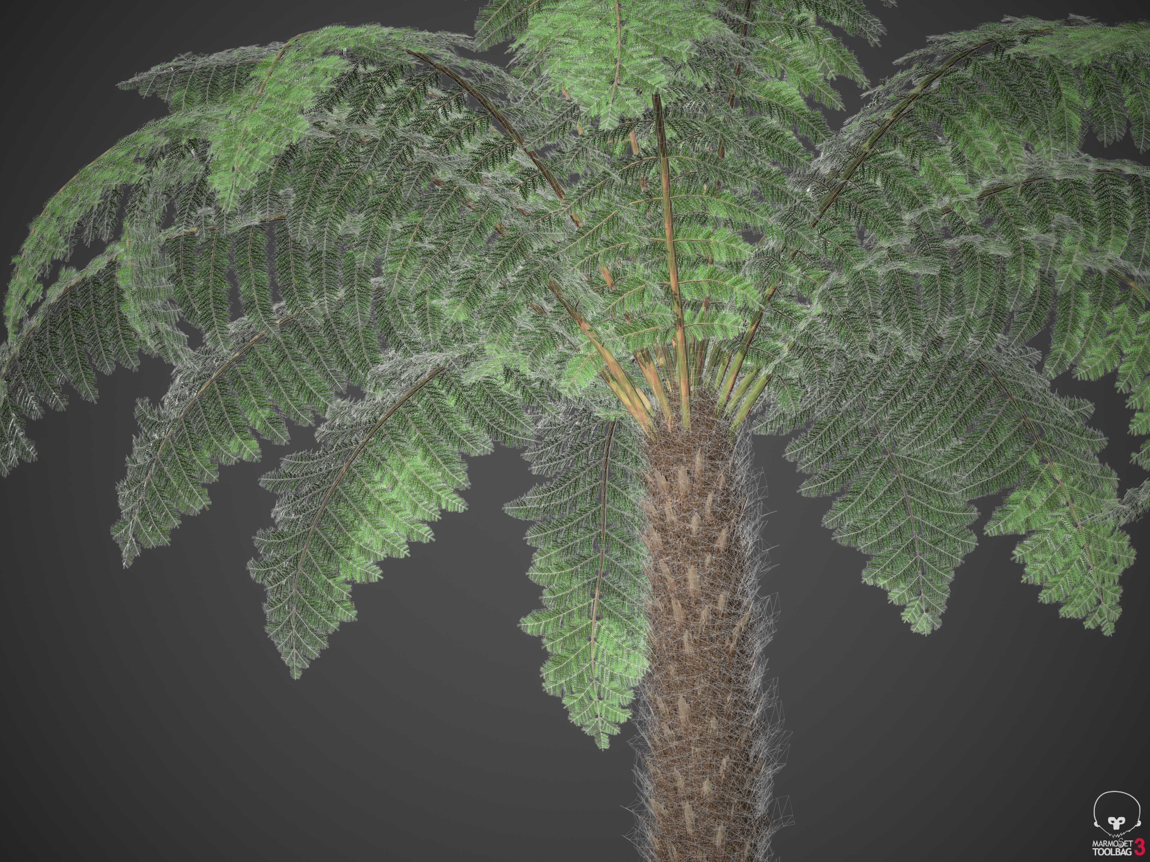 XfrogPlants Soft Tree Fern - Dicksonia Antarctica 3D model_5