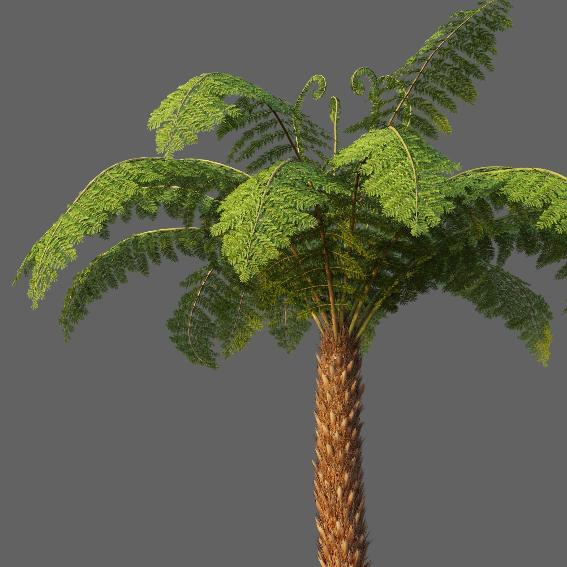 XfrogPlants Soft Tree Fern - Dicksonia Antarctica 3D model_2