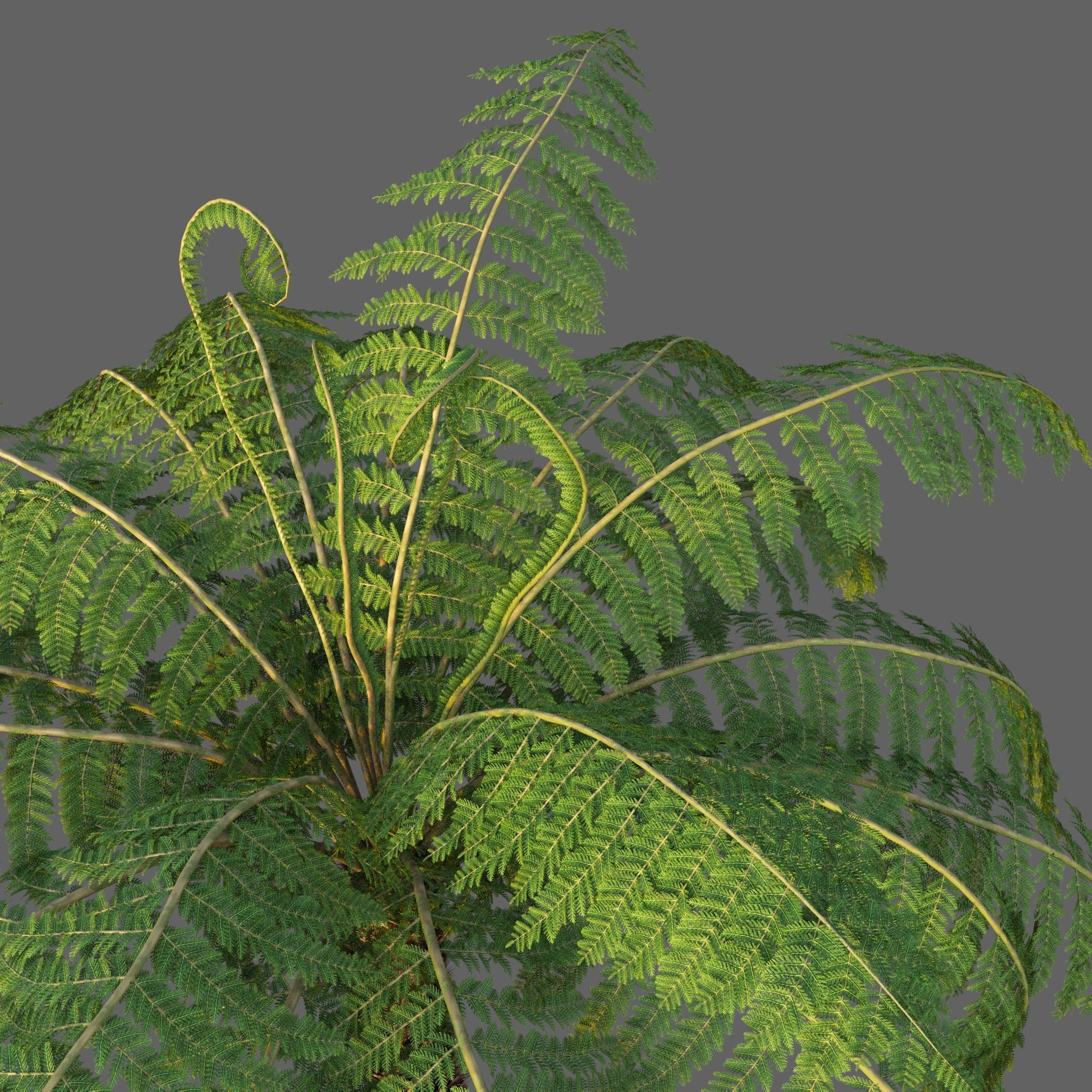 XfrogPlants Soft Tree Fern - Dicksonia Antarctica 3D model_3