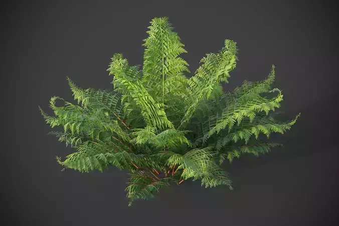 XfrogPlants Male Fern - Dryopteris Filix  3D model