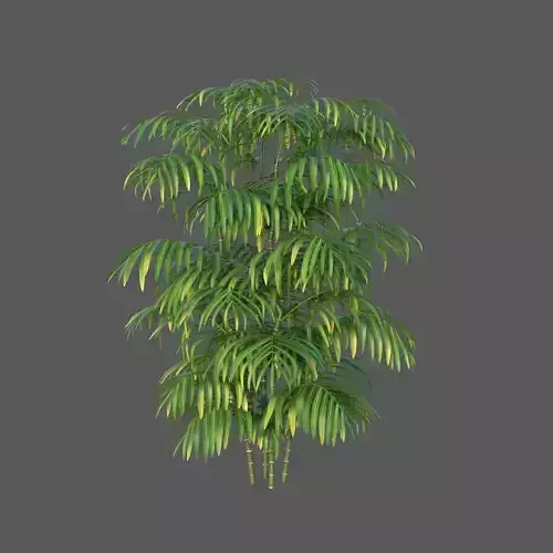 XfrogPlants Butterfly Palm  3D model