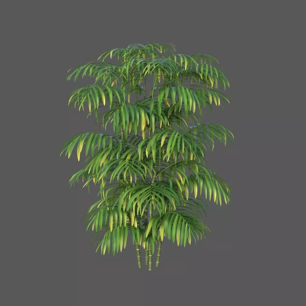 XfrogPlants Butterfly Palm 3D model_0