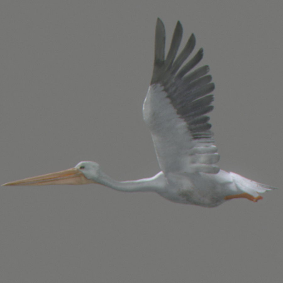 Animated Pelican 3D model_7