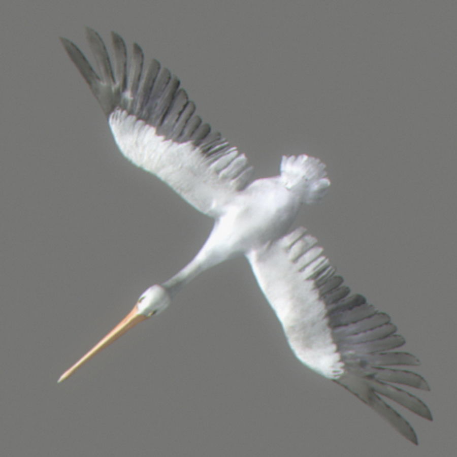 Animated Pelican 3D model_6