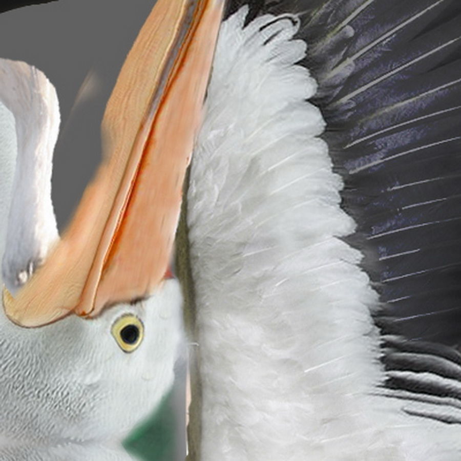 Animated Pelican 3D model_9