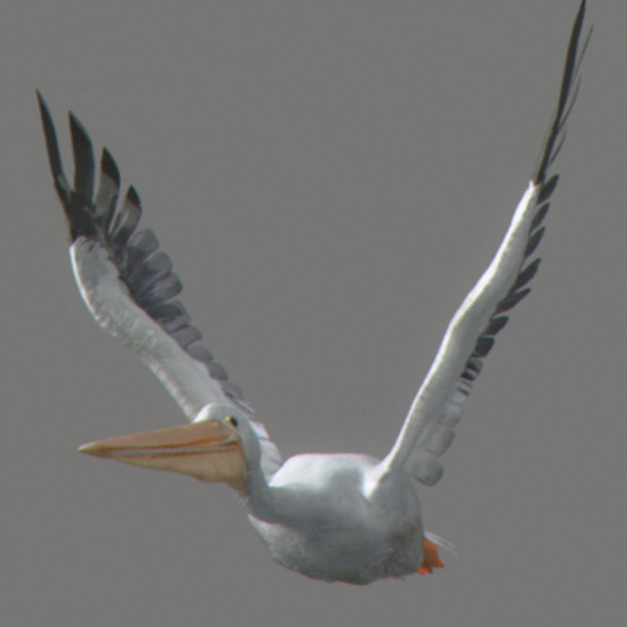 Animated Pelican 3D model_5