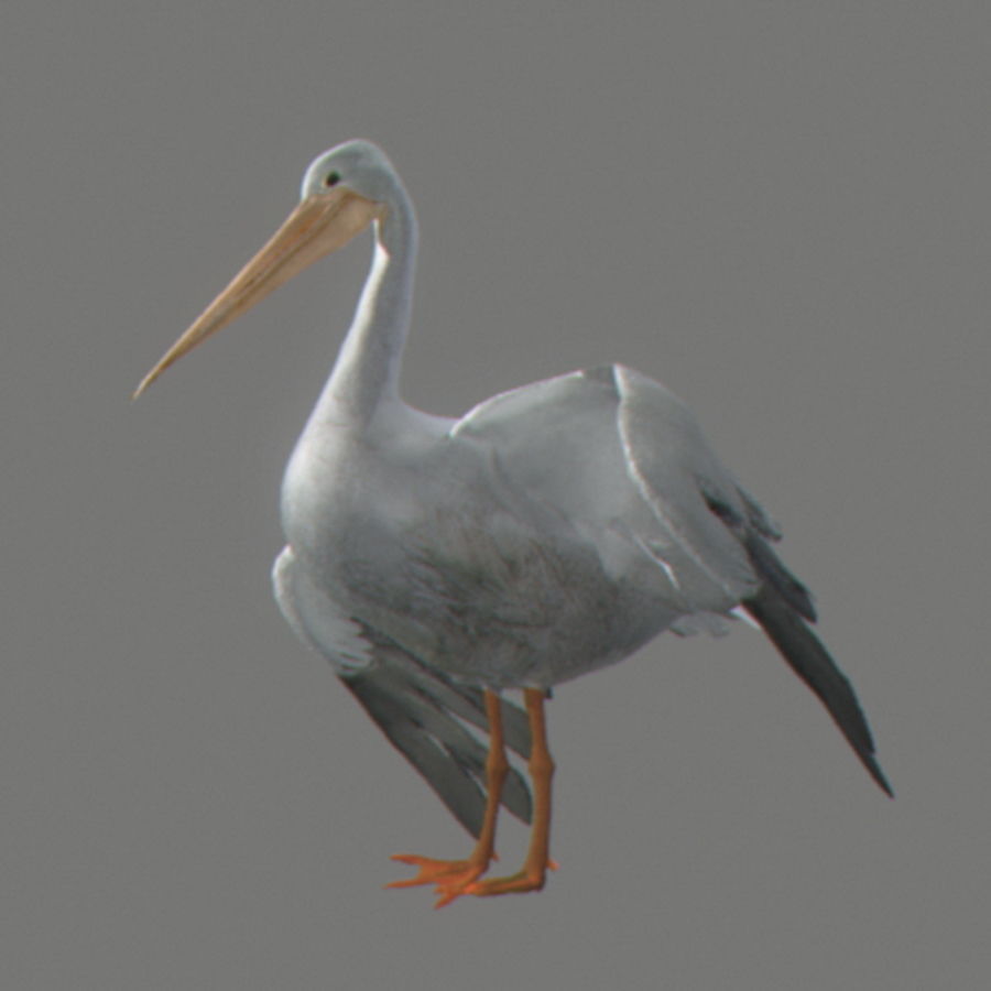 Animated Pelican 3D model_4