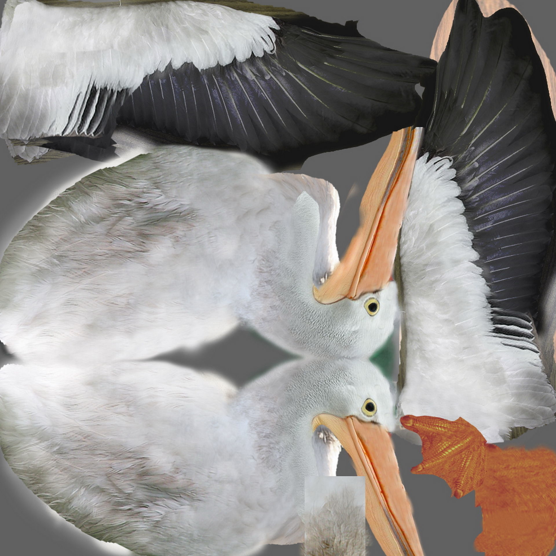 Animated Pelican 3D model_2
