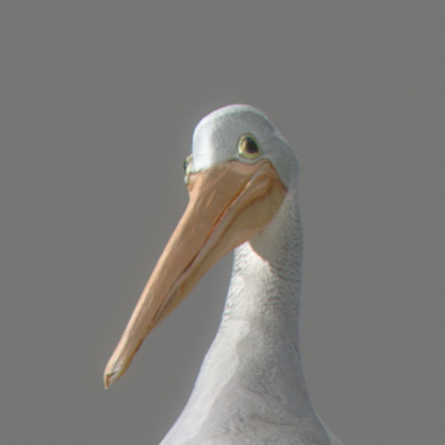 Animated Pelican 3D model_3