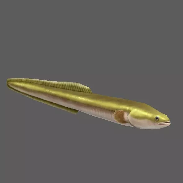 Eel01 eel Low-poly 3D model