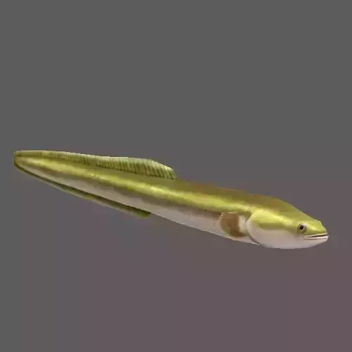 Eel01 eel