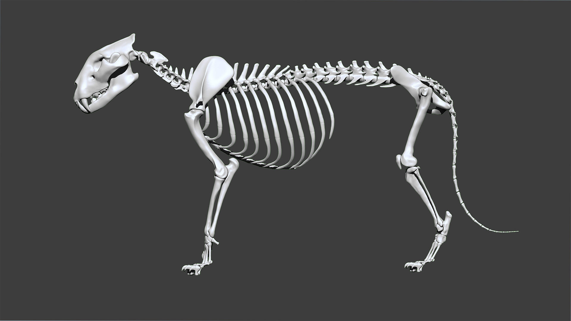 Lion skeleton 3D model_2