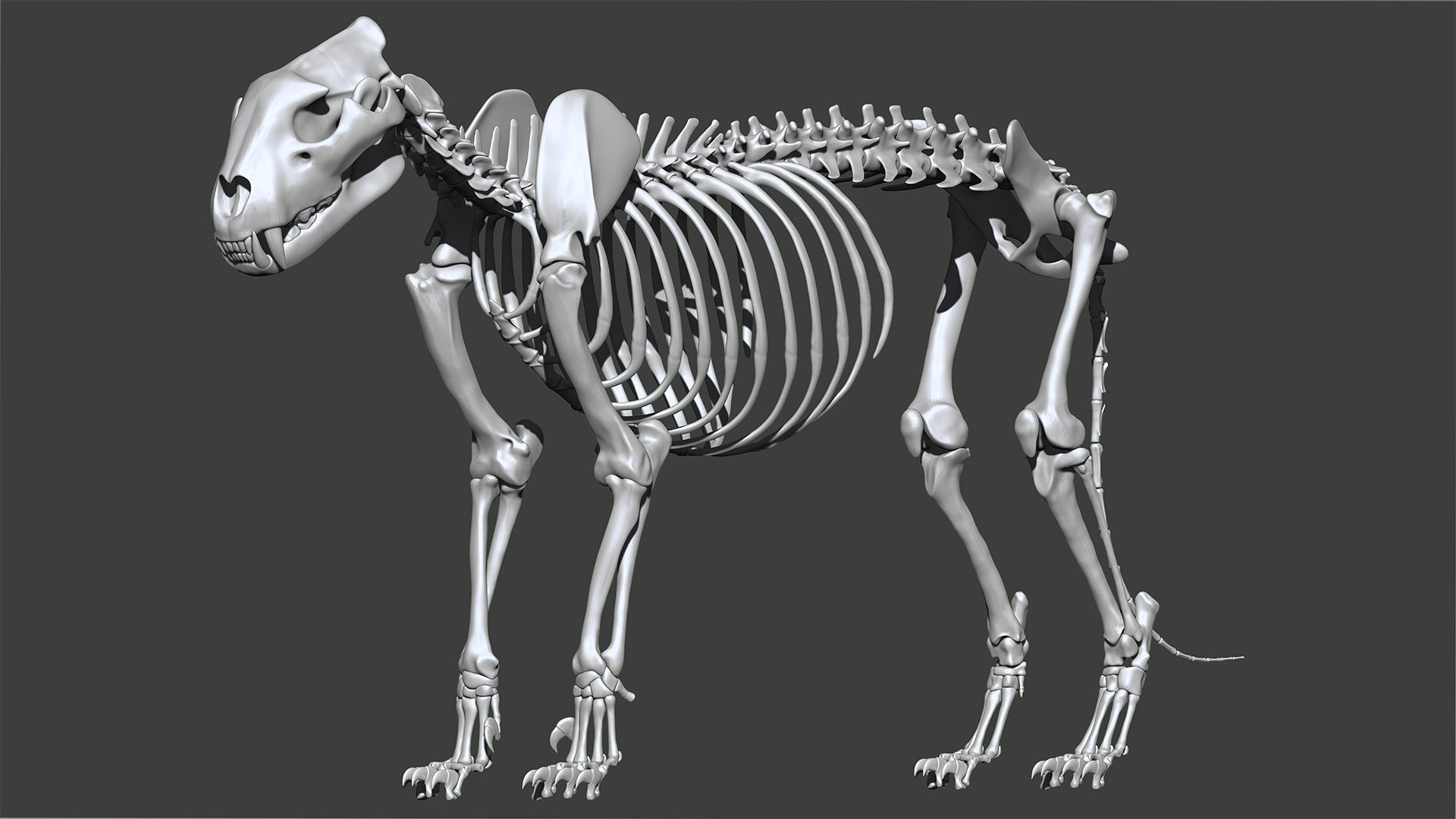 Lion skeleton 3D model_1