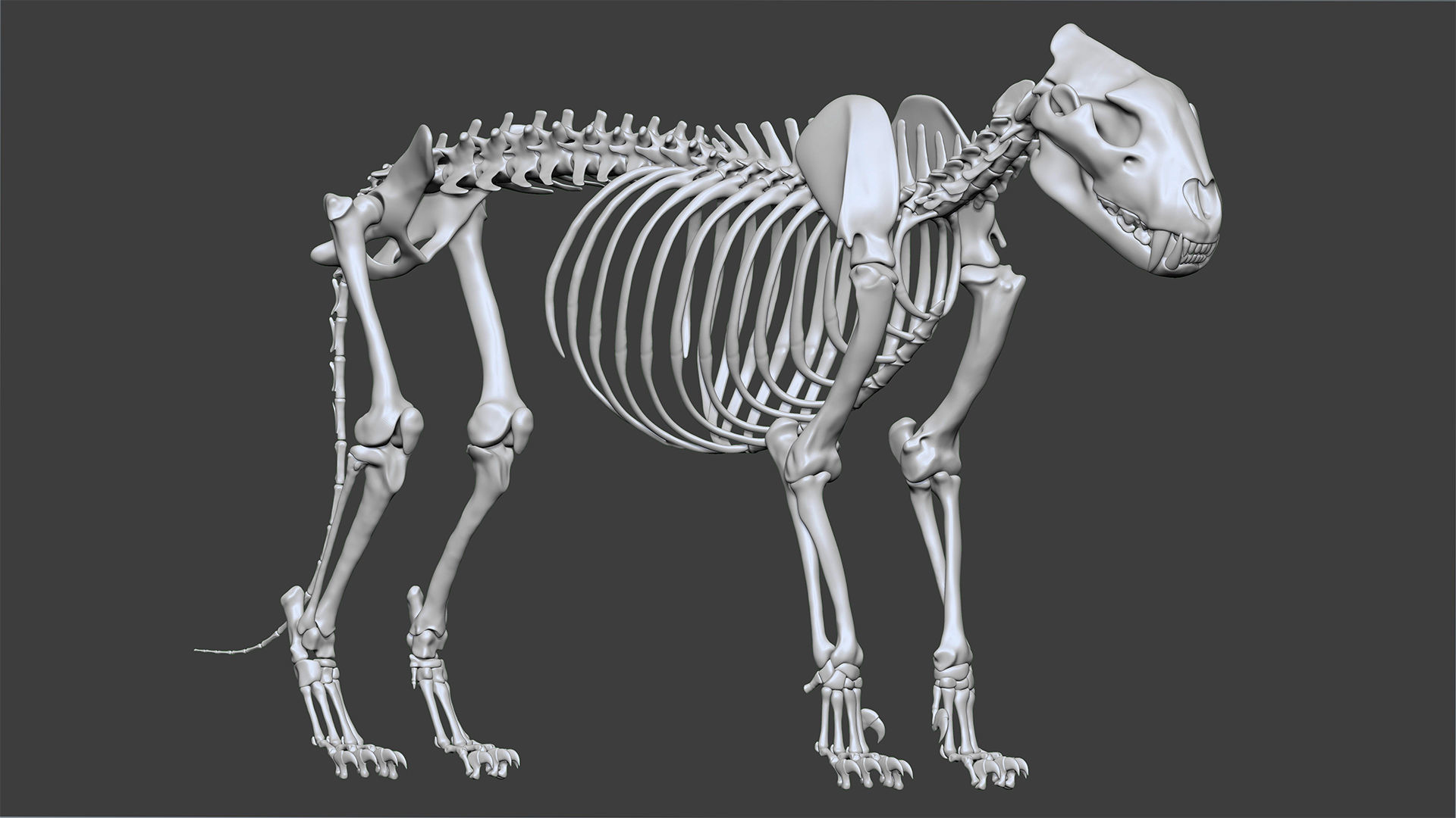 Lion skeleton 3D model_3