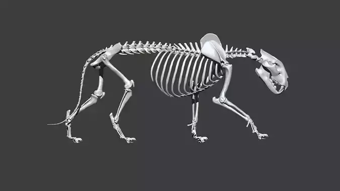 Lion skeleton